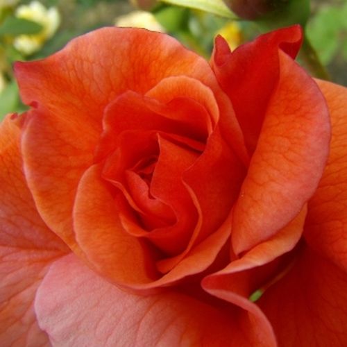 Shop - Rosa Gypsy Dancer - orange - park und strauchrosen - diskret duftend - Patrick Dickson - Schön wachsend, mit vielen dekorativen, grellen Blumen und schönem Laub.